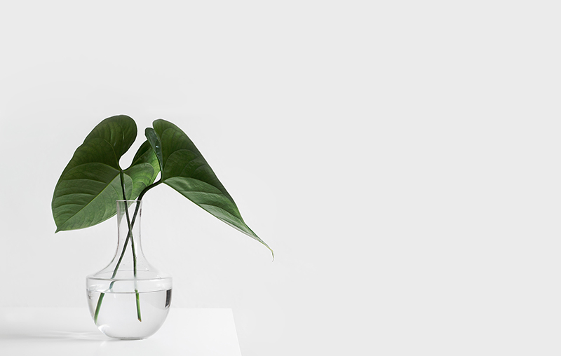 a green plant in a jar